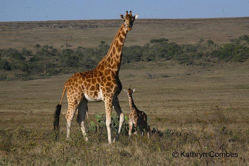 Soysambu Conservancy