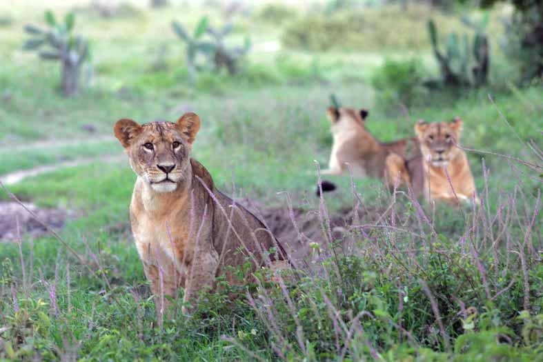 Soysambu Conservancy - Image 3