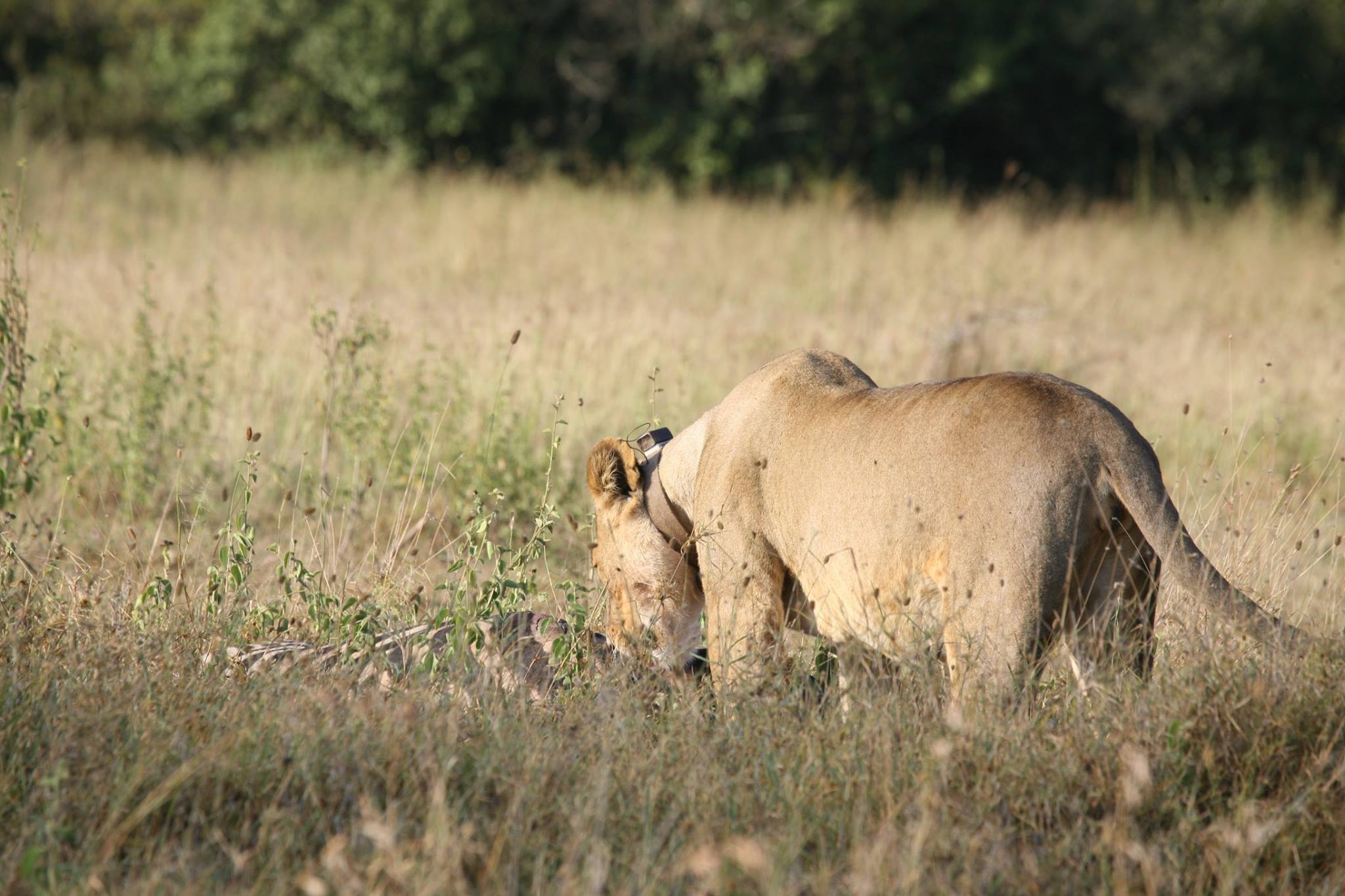 Soysambu Conservancy - Image 2
