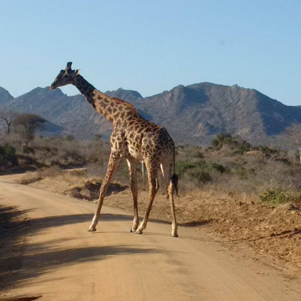 Tsavo West National Park - Image 4