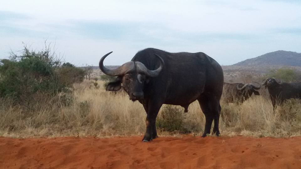 Tsavo West National Park - Image 3