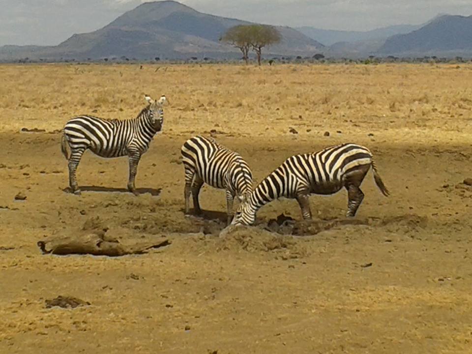 Tsavo West National Park - Image 2