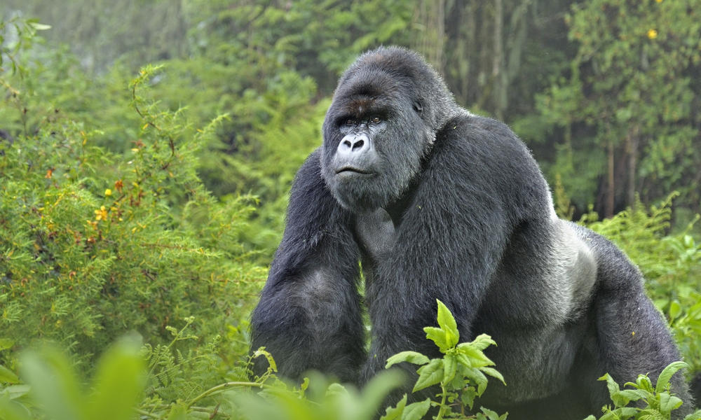 Virunga National Park - Image 2