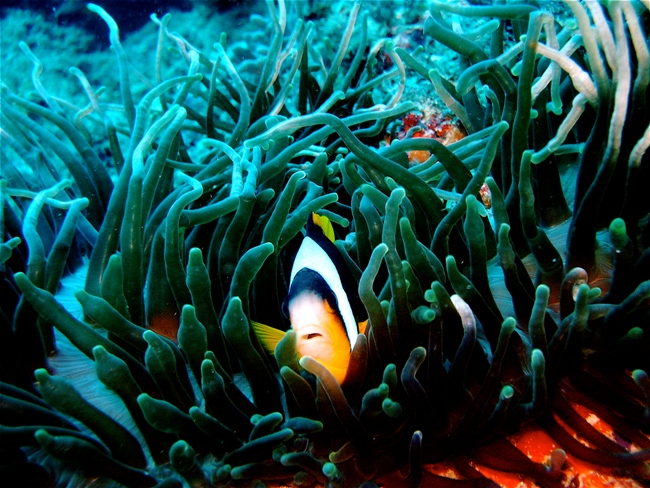 Watamu Marine Park and Reserve - Image 4