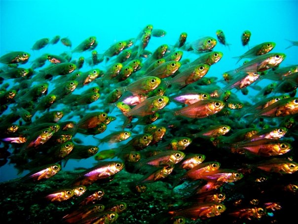 Watamu Marine Park and Reserve - Image 3