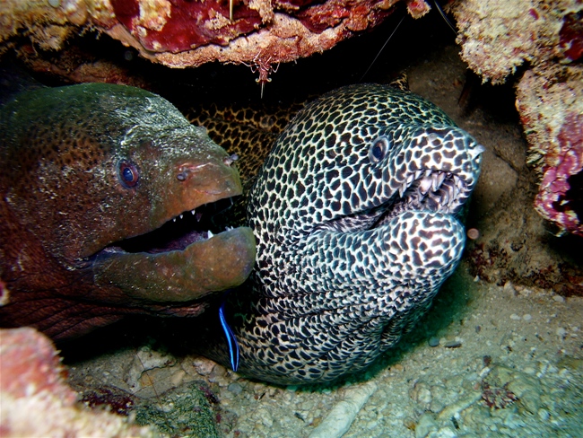 Watamu Marine Park and Reserve