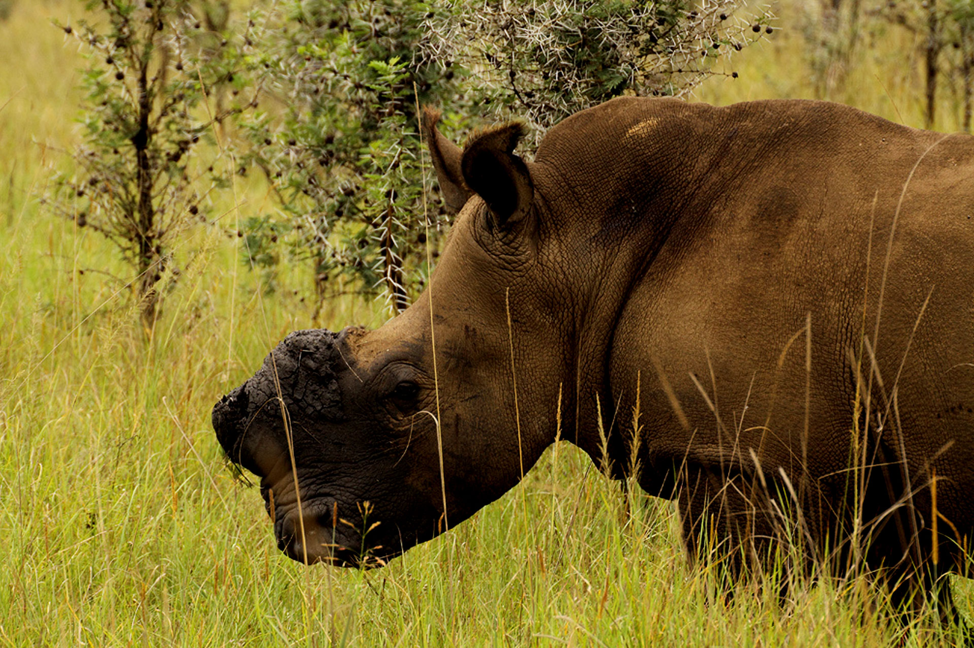 Kora National Reserve - Image 3