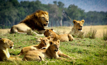 4-Day Ventes Ventures Safari and Beach Stay