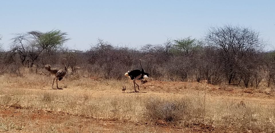 Losai National Reserve - Image 4