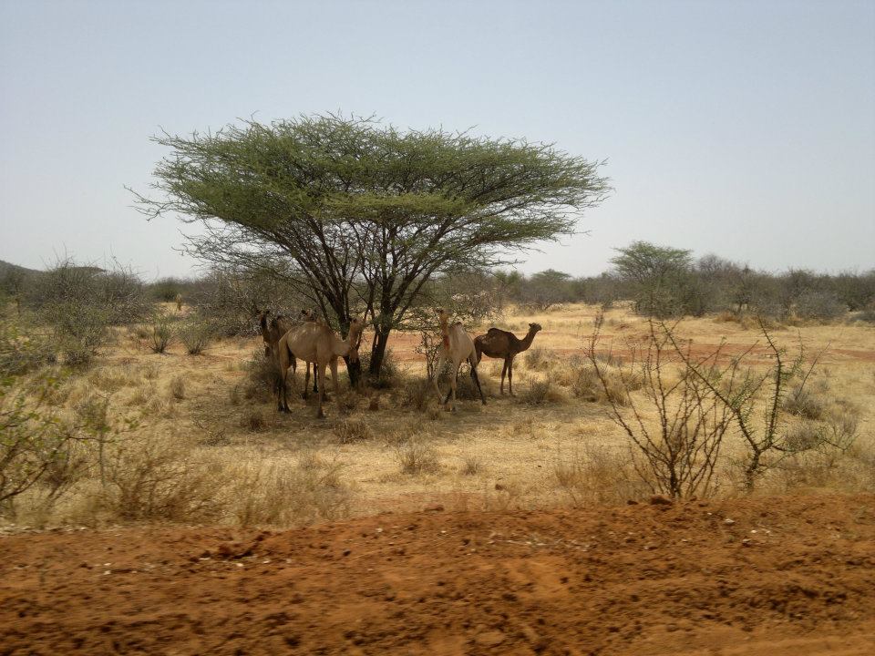 Losai National Reserve - Image 2