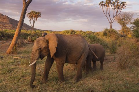 Maralal national sanctuary - Image 5
