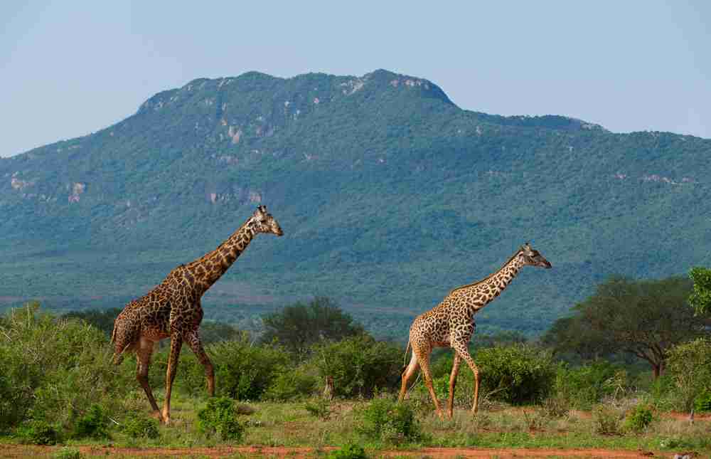 Maralal national sanctuary - Image 6