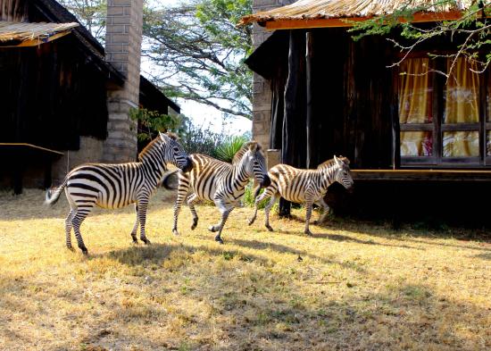 Maralal national sanctuary - Image 2