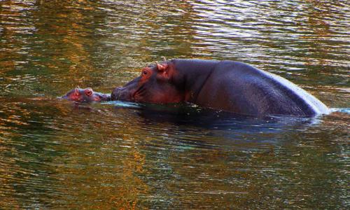 Mwea National Reserve