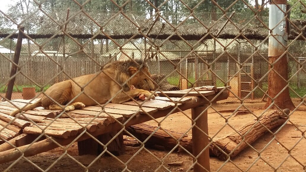 Nairobi Orphanage - Image 3