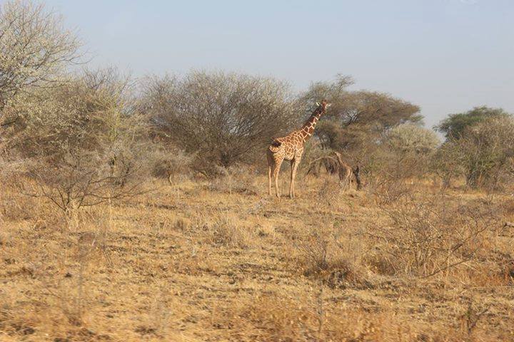 Rahole National Reserve - Image 2
