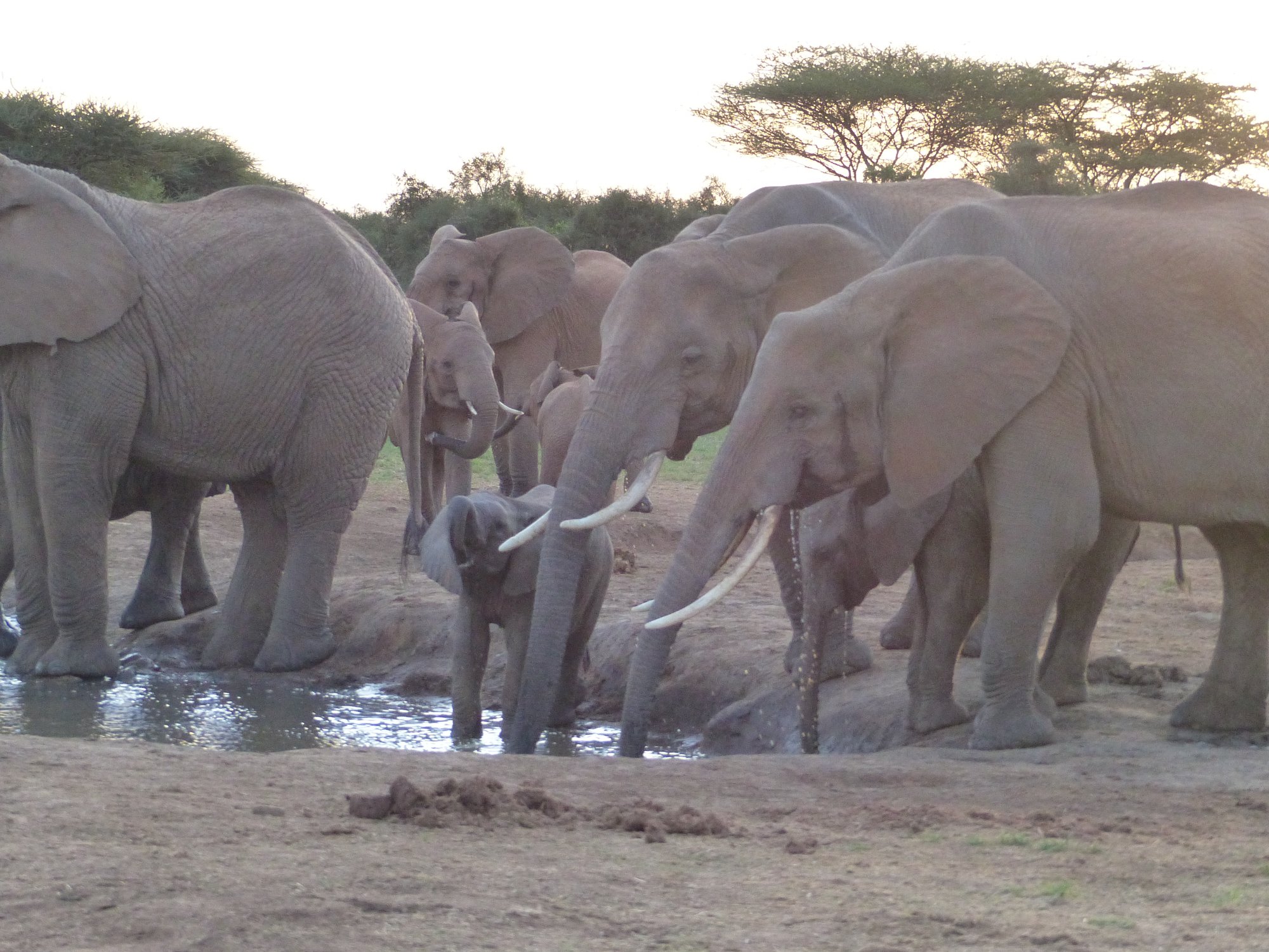 Selenkay Wildlife Conservancy - Image 4