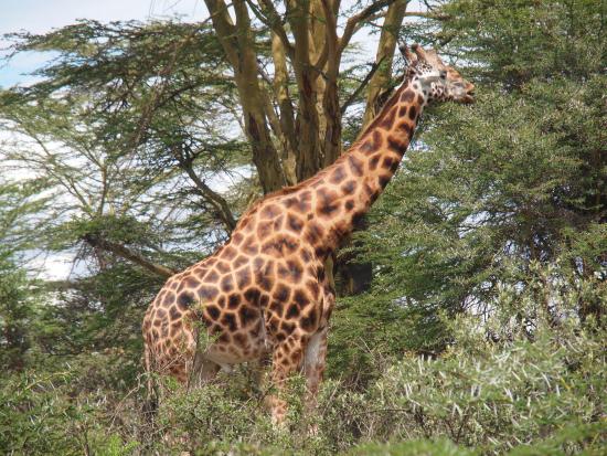 Soysambu Conservancy - Image 5