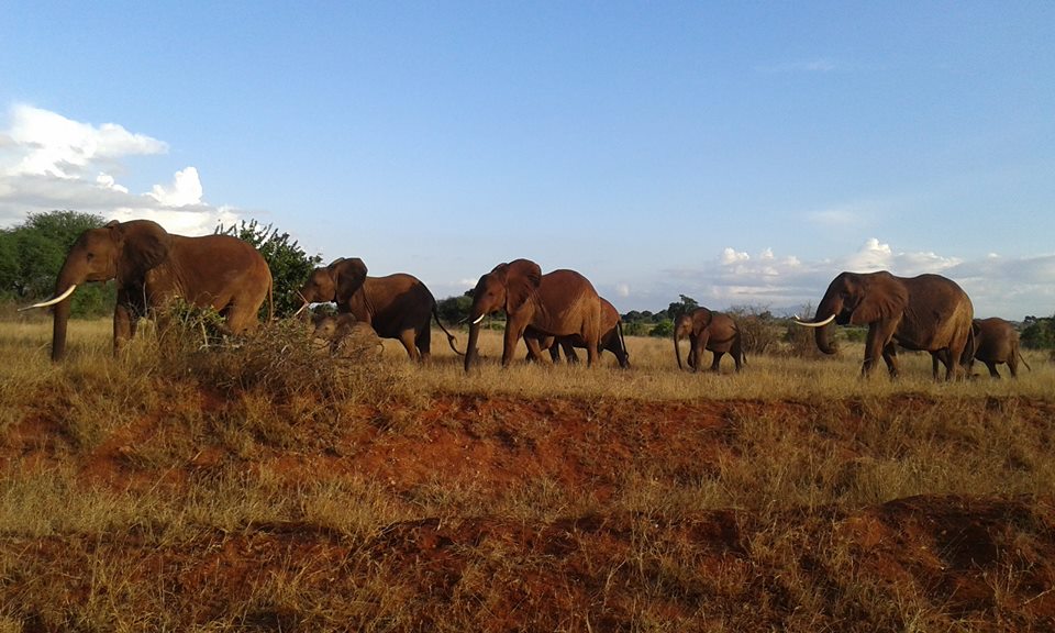 Tsavo East National Park - Image 4