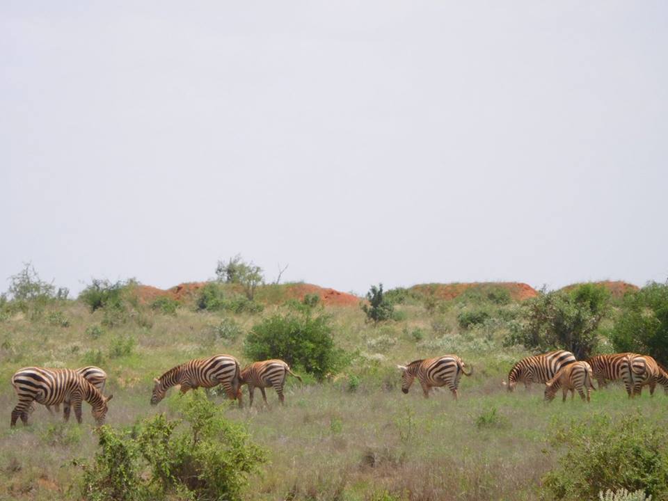 Tsavo East National Park - Image 3