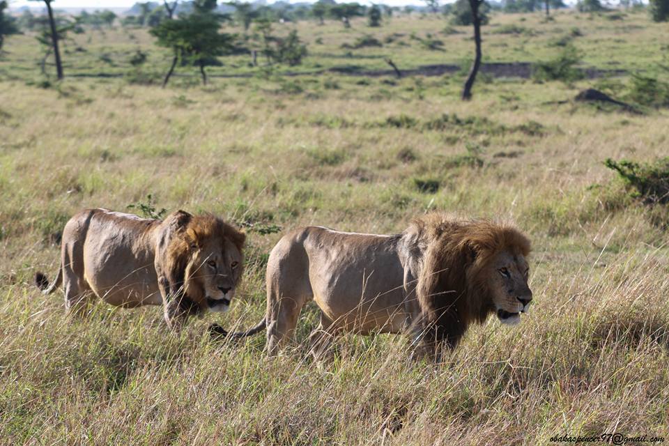 Tsavo East National Park - Image 5