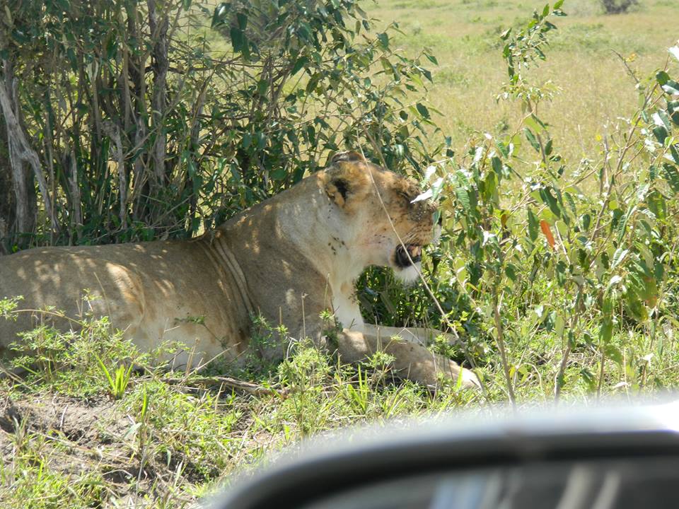 Tsavo East National Park - Image 6