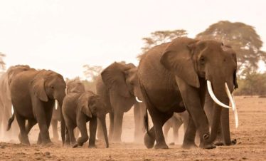 2-Day Amboseli Economical Safari(Kibo Safari Camp)