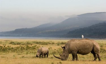 4-Day Spectacular Safari