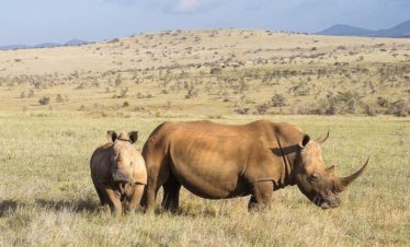 7-Day Swamps and Savanna