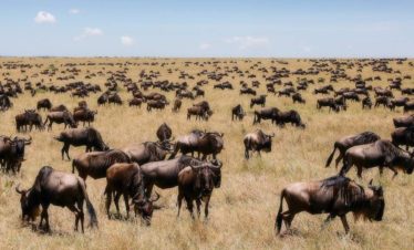 5-Day Fun Filled and Adventurous Classic Kenya Safari