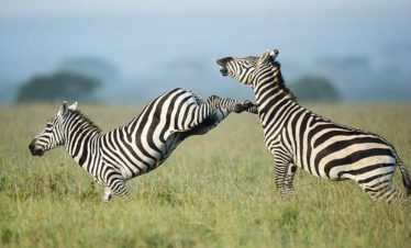 9-Day Classic Kenya Family Safari