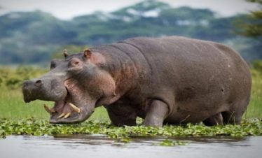 1-Day Trip to Lake Naivasha and Hellsgate National Park