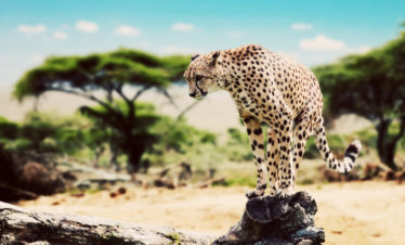 5-Day Kenya Highlights