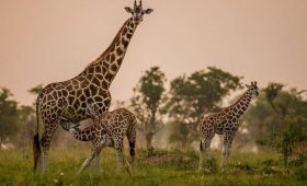 WORLD GIRAFFE DAY - 21st June