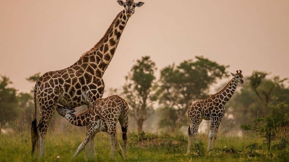 WORLD GIRAFFE DAY - 21st June