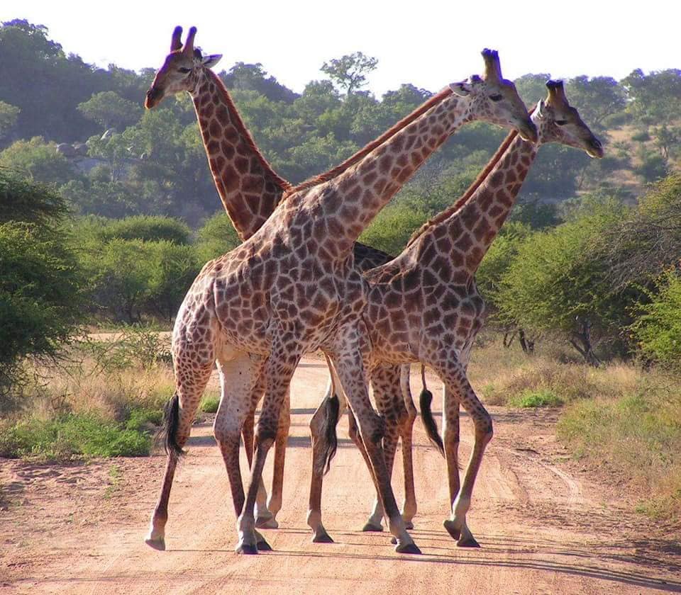 Kenya crowned world’s leading safari destination