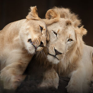 Wildlife