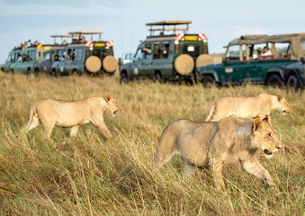 Photography Safari