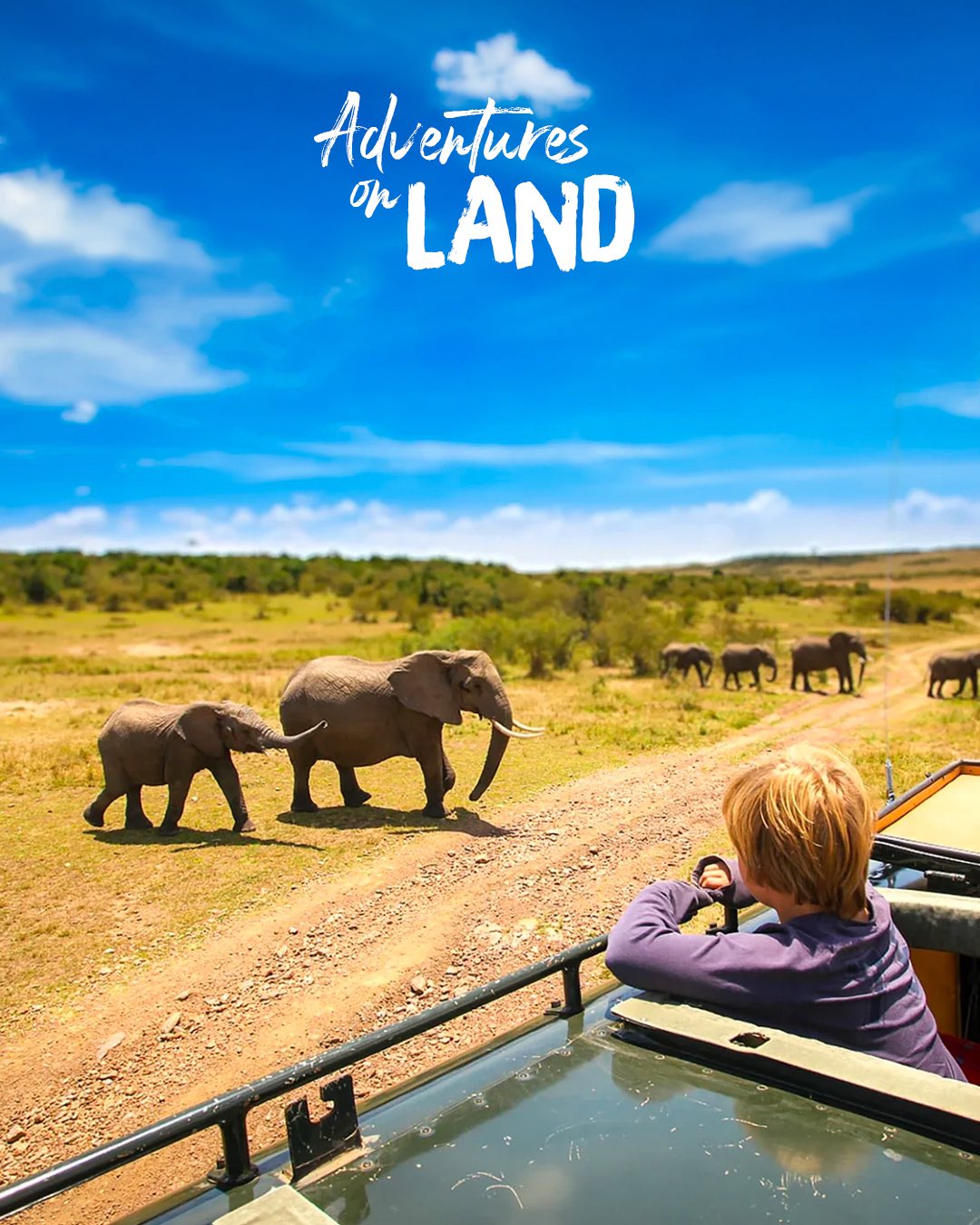 Wildlife Safari
