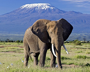 Amboseli National Park