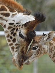 Bonding Safari